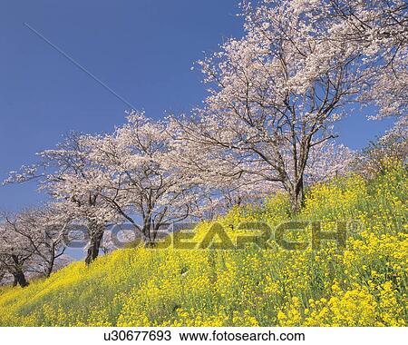 Blossoming cherry trees on a yellow hillside field of rapeseed View Large Photo Image Stock Image - Blossoming cherry trees on a yellow hillside field of rapeseed. Fotosearch