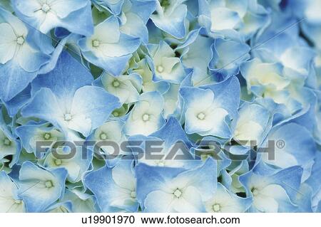 Stock Image - Blue Hydrangea. Fotosearch