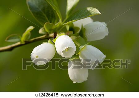Blueberry bush in bloom stage View Large Photo Image Stock Photography - Blueberry bush in bloom stage. Fotosearch