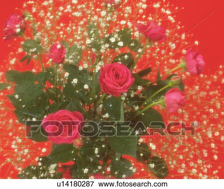 Bouquet of roses and baby's breath View Large Photo Image Stock Photo - Bouquet of roses and baby's breath. Fotosearch