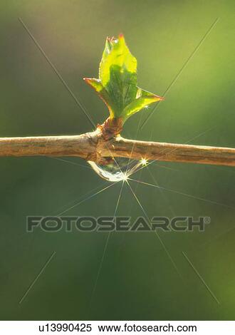 Stock Photography - Branch growing a new bud. Fotosearch