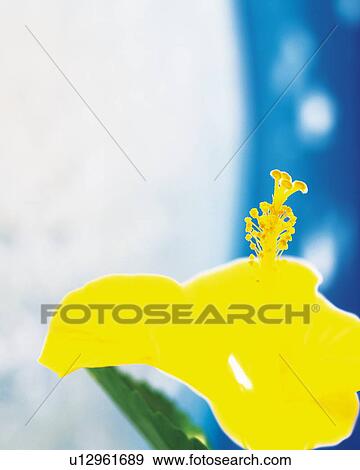 Bright yellow hibiscus View Large Photo Image Stock Photo - Bright yellow hibiscus. Fotosearch