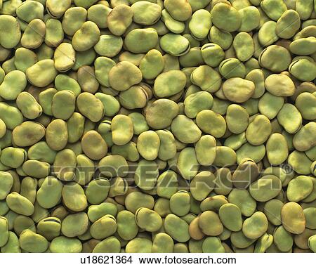Picture - Broad beans. Fotosearch