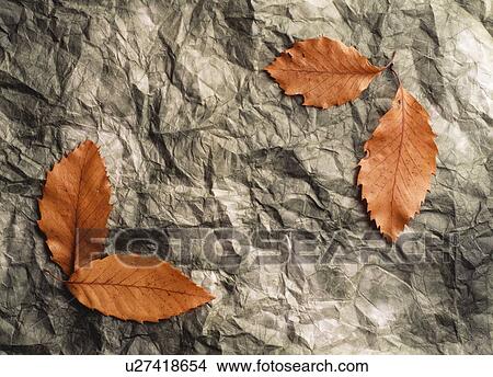 Brown Autumn leaves on crinkled grey paper View Large Photo Image Picture - Brown Autumn leaves on crinkled grey paper. Fotosearch