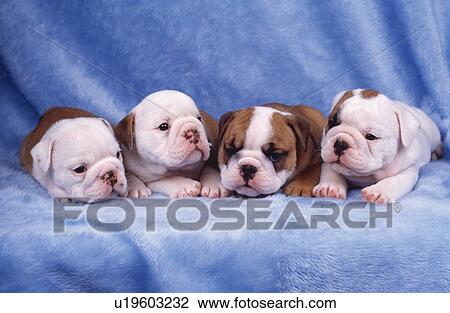 Bulldog puppies View Large Photo Image Stock Image - Bulldog puppies. Fotosearch
