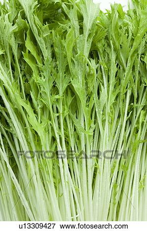 Stock Photo - Bunch of Potherb Mustard. Fotosearch