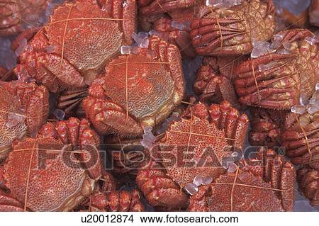 Bundles of crabs on ice View Large Photo Image Picture - Bundles of crabs on ice. Fotosearch