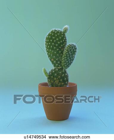 Cactus in clay pot View Large Photo Image Picture - Cactus in clay pot. Fotosearch