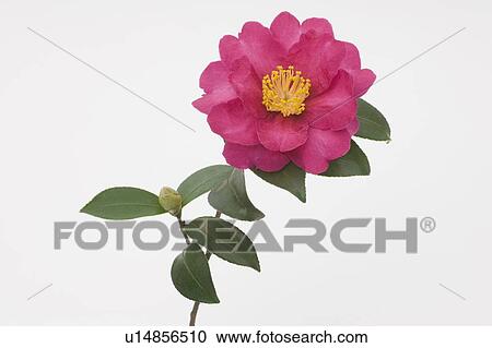 Stock Image - Camellia Sasanqua . Fotosearch