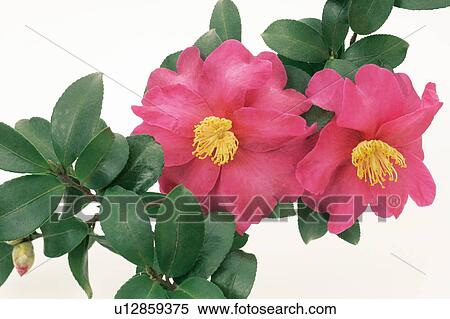 Camellia Sasanqua View Large Photo Image Stock Photography - Camellia Sasanqua . Fotosearch