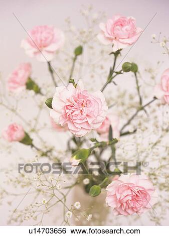 Stock Photograph - Carnations and gypsophila in a vase. Fotosearch