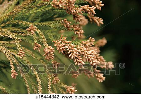 Stock Image - Cedar pollen. Fotosearch