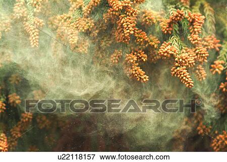 Stock Photo - Cedar pollen. Fotosearch