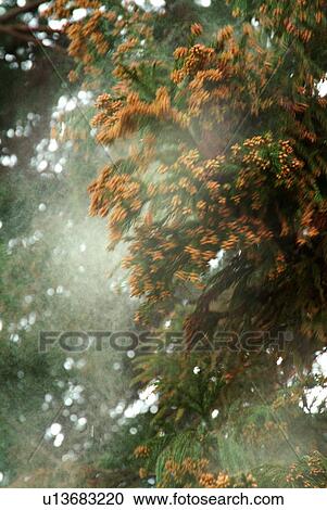 Cedar tree releasing pollen View Large Photo Image Stock Image - Cedar tree releasing pollen. Fotosearch