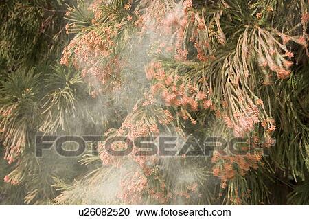 Stock Image - Cedar tree releasing pollen. Fotosearch