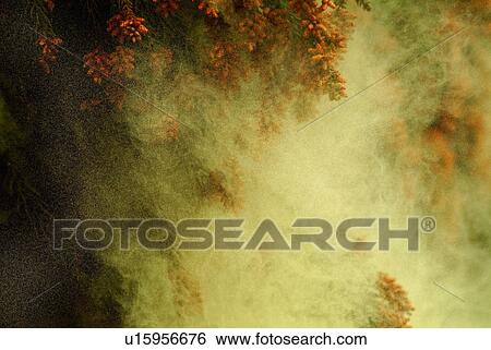 Stock Photograph - Cedar tree releasing pollen. Fotosearch