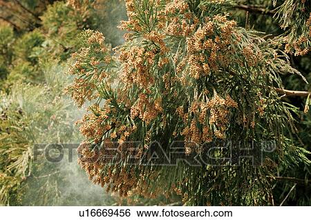 Cedar tree releasing pollen View Large Photo Image Stock Photograph - Cedar tree releasing pollen. Fotosearch
