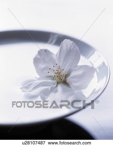 Cherry blossom floating in bowl with water View Large Photo Image Stock Photo - Cherry blossom floating in bowl with water. Fotosearch