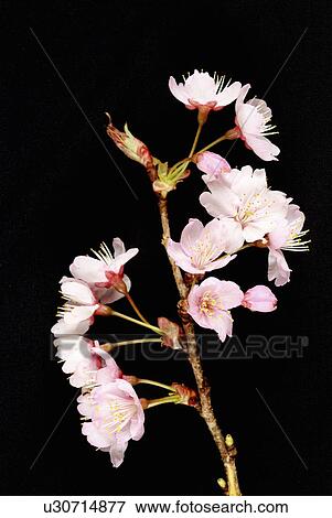 Stock Photo - Cherry blossoms. Fotosearch