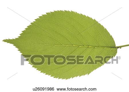 Cherry tree leaf View Large Photo Image Stock Photograph - Cherry tree leaf. Fotosearch