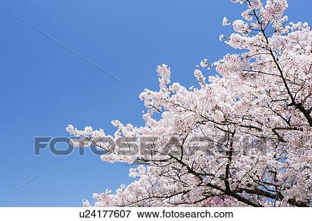 Stock Photo - Cherry tree. Fotosearch