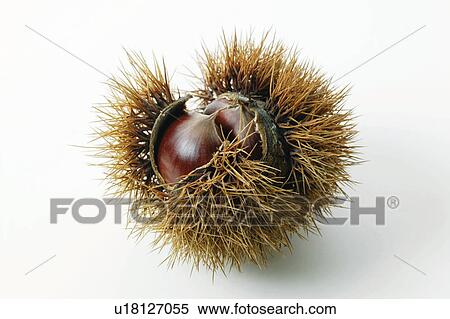 Chestnut View Large Photo Image Stock Photography - Chestnut. Fotosearch