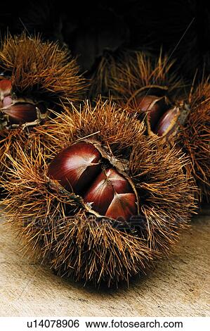 Chestnuts in pod View Large Photo Image Stock Photograph - Chestnuts in pod. Fotosearch