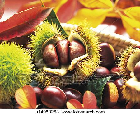 Stock Image - Chestnuts in shells. Fotosearch