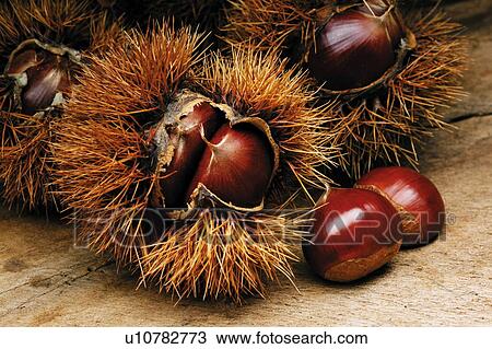 Chestnuts in their spiky shells View Large Photo Image Stock Image - Chestnuts in their spiky shells. Fotosearch