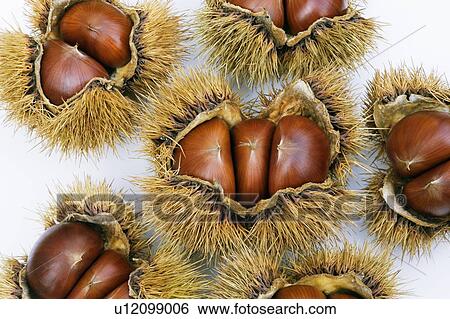 Stock Photograph - Chestnuts in their spiky shells. Fotosearch