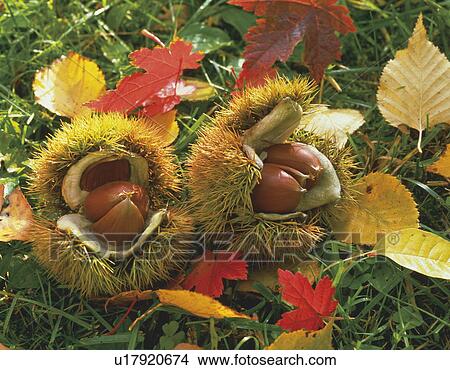 Picture - Chestnuts on ground by autumn leaves. Fotosearch