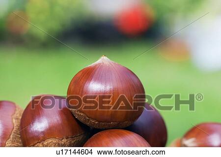 Chestnuts View Large Photo Image Picture - Chestnuts. Fotosearch