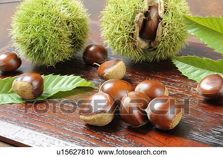 Chestnuts View Large Photo Image Stock Image - Chestnuts. Fotosearch