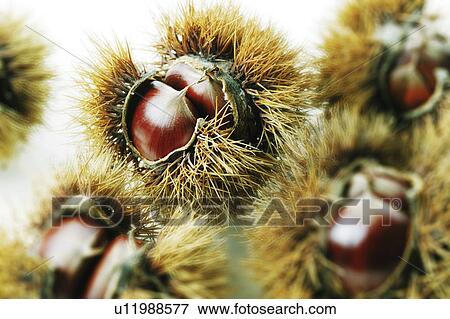 Stock Photo - Chestnuts. Fotosearch