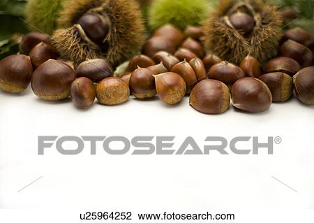 Stock Image - Chestnuts, white background, copy space. Fotosearch