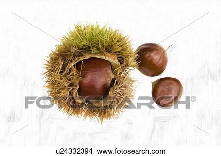 Chestnuts, white background View Large Photo Image Picture - Chestnuts, white background. Fotosearch
