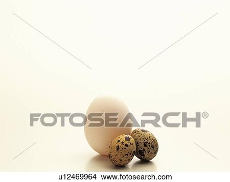 Chicken egg and quail eggs View Large Photo Image Picture - Chicken egg and quail eggs. Fotosearch