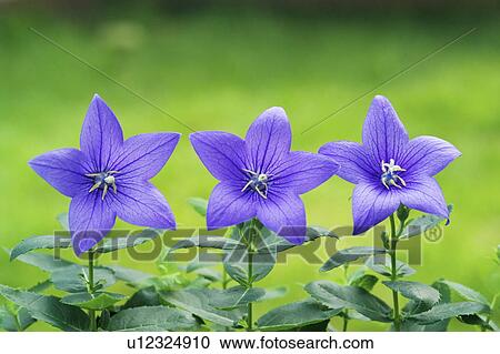 Stock Image - Chinese bellflowers in a row. Fotosearch