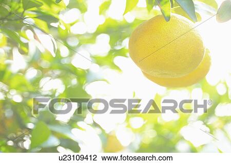 Chinese citron on a tree View Large Photo Image Stock Image - Chinese citron on a tree. Fotosearch