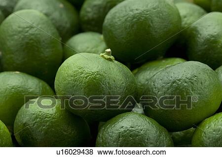 Stock Photo - Citrus Depressa. Fotosearch
