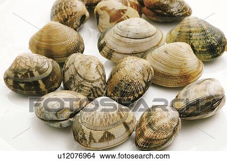 Picture - Clams. Fotosearch