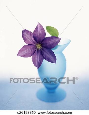 Clematis flower in a vase View Large Photo Image Stock Image - Clematis flower in a vase. Fotosearch