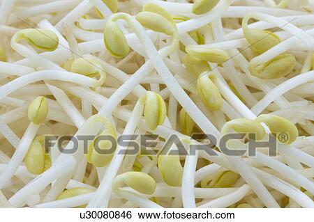 Stock Photograph - Close Up Image of Bean Sprout. Fotosearch