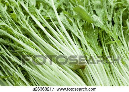 Stock Photo - Close Up Image of Potherb Mustard. Fotosearch
