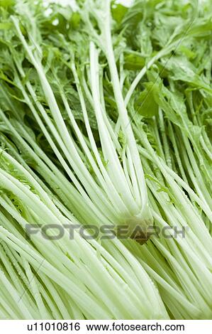 Stock Photograph - Close Up Image of Potherb Mustard. Fotosearch