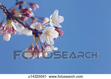 Close up of cherry blossoms View Large Photo Image Stock Image - Close up of cherry blossoms. Fotosearch