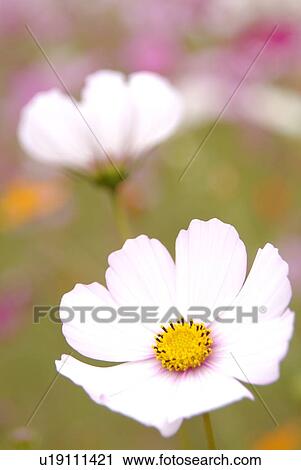 Stock Image - Close up of cosmos flowers. Fotosearch