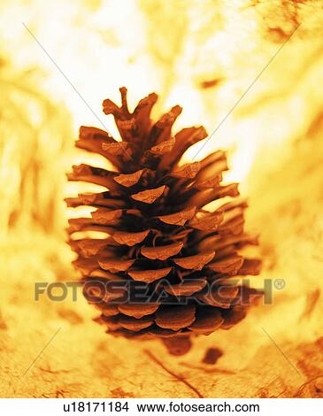 Close-up of pine cone View Large Photo Image Picture - Close-up of pine cone. Fotosearch