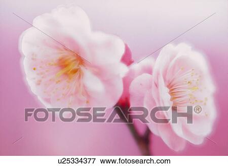 Stock Photo - Close up of plum blossoms. Fotosearch