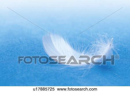 Stock Photography - Close-up of white feather. Fotosearch